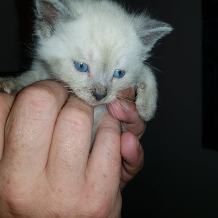 Wunderschöne Katzen Kitten