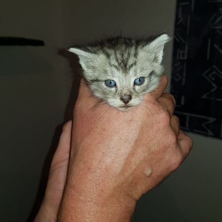 Wunderschöne Katzen Kitten