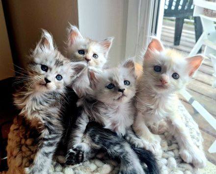 ❤️Maine Coon Kitten in silver shaded Farben❤️