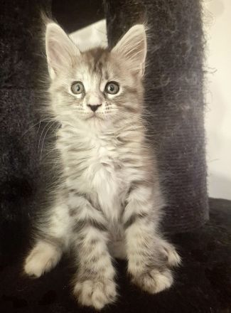 ❤️Maine Coon Kitten in silver shaded Farben❤️