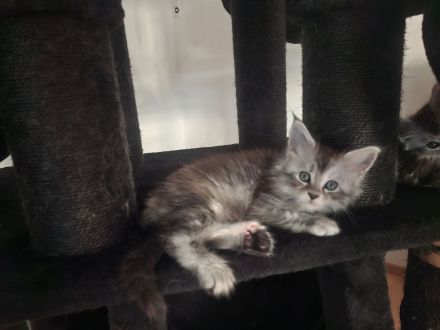 ❤️Maine Coon Kitten in silver shaded Farben❤️