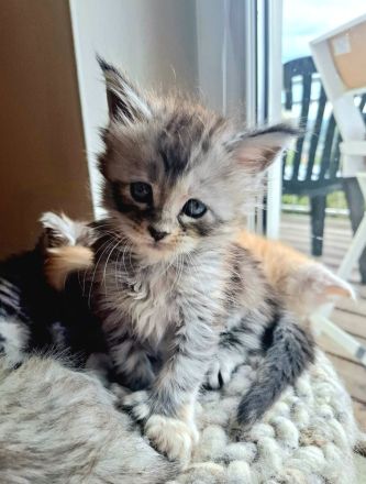 ❤️Maine Coon Kitten in silver shaded Farben❤️