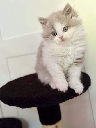 Unsere süßen Bärchen suchen ihr Kuschelpersonal