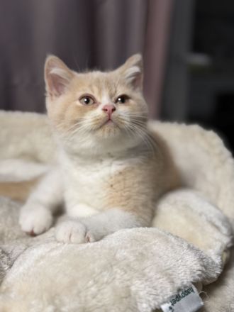 Unsere süßen Bärchen suchen ihr Kuschelpersonal BKH