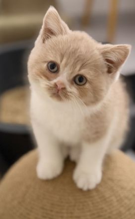 Unsere süßen Bärchen suchen ihr Kuschelpersonal