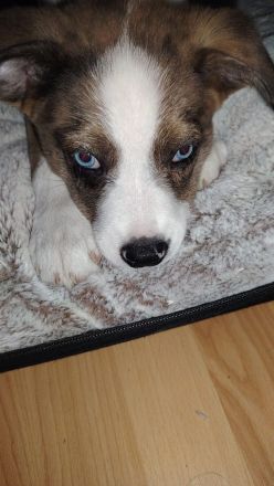 Husky australischer shepherd 9 Wochen