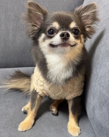 Chihuahua sucht liebevolles Zuhause