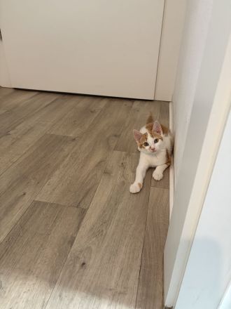 Kleine Fellnase sucht liebevolles Zuhause