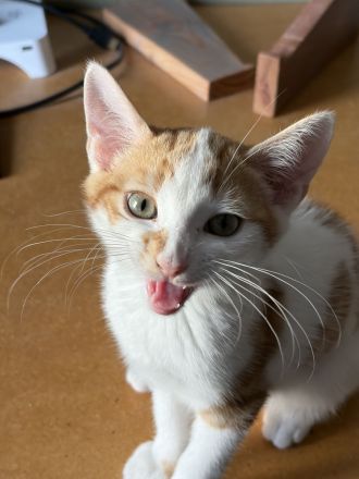 Kleine Fellnase sucht liebevolles Zuhause