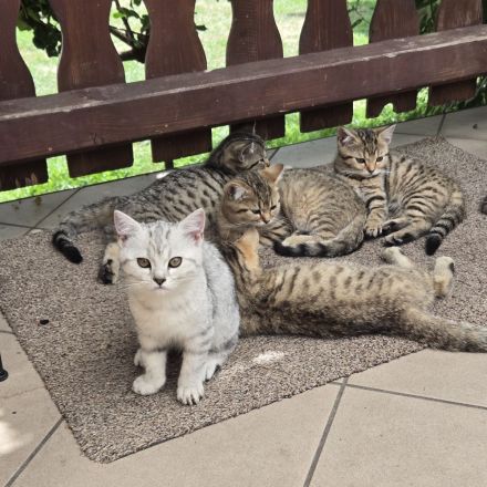 Britisch Kurzhaar Mix Kitten silver tabby und golden tabby