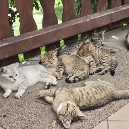 Britisch Kurzhaar Mix Kitten golden tabby