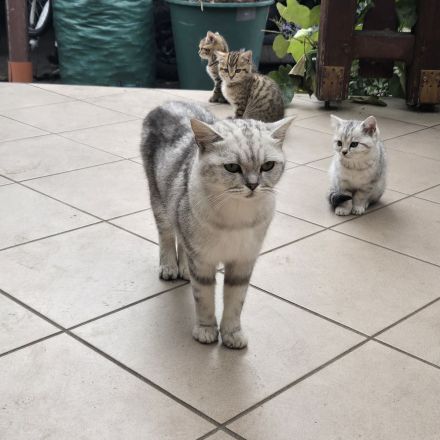 Britisch Kurzhaar Mix Kitten silver tabby und golden tabby