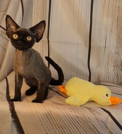Katerchen Roy und Buli mit Papieren