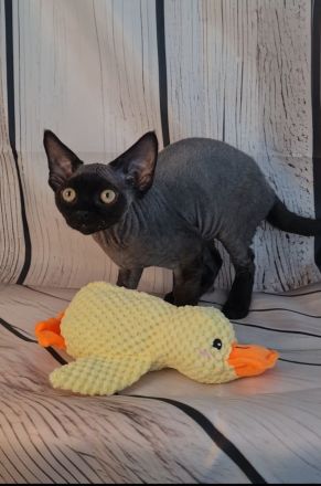 Katerchen Roy und Buli mit Papieren