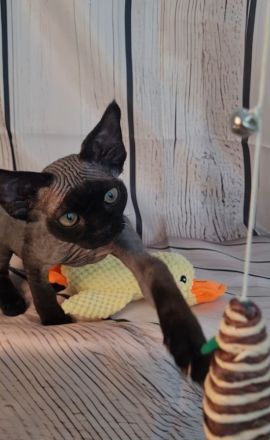 Katerchen Roy und Buli mit Papieren