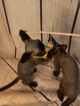 Katerchen Roy und Buli mit Papieren