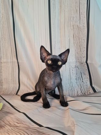 Katerchen Roy und Buli mit Papieren
