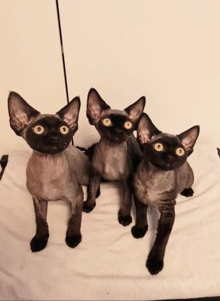 Mädchen und Jungs mit Papieren