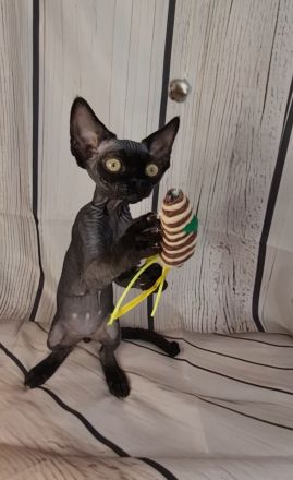 Katerchen Roy und Buli mit Papieren