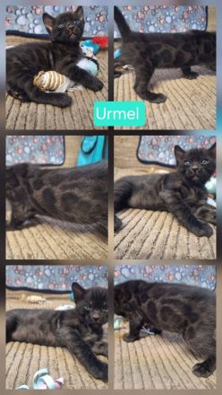 Fantastische Bengal Kitten in melanistic und brown mit Stammbaum