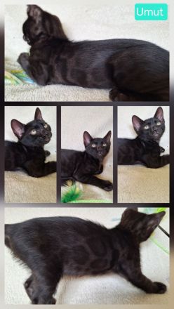 Fantastische Bengal Kitten in melanistic und brown mit Stammbaum