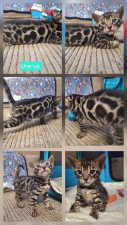 Fantastische Bengal Kitten in melanistic und brown mit Stammbaum