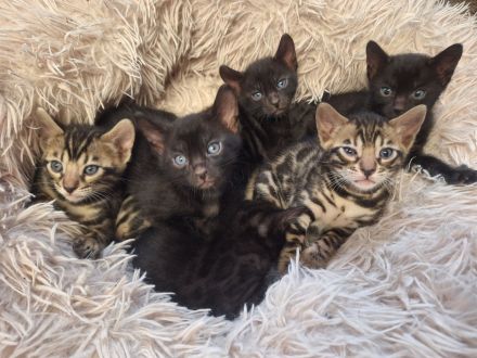 Fantastische Bengal Kitten in melanistic und brown mit Stammbaum