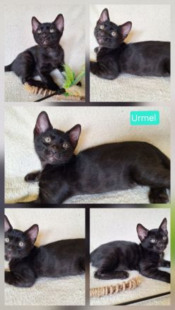 Fantastische Bengal Kitten in melanistic und brown mit Stammbaum