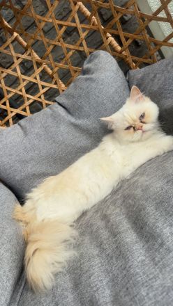 Liebevolle Perserkatze sucht ein neues Zuhause ❤️