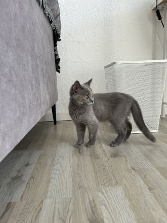 süße BKH mit Zubehör abzugeben