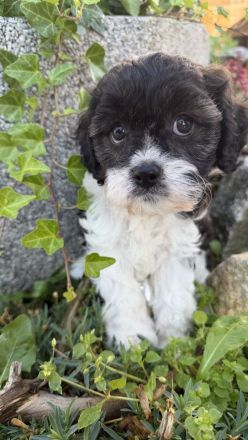 Cavapoo mit Abstammungstafel