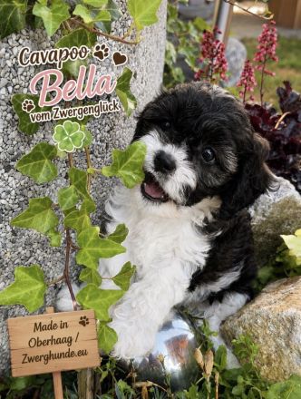 Cavapoo mit Abstammungstafel