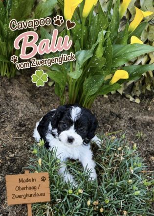 Cavapoo mit Abstammungstafel