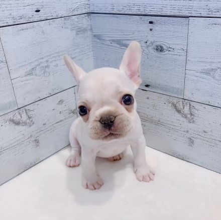Französische Bulldoggenwelpe