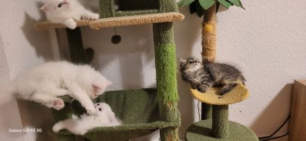 Zuckersüße Reinrassige Perserkitten- Magdeburg.