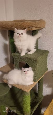 2 Reinrassige Perserkitten-Magdeburg