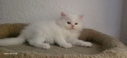 5 Reinrassige Perserkitten