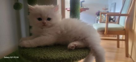5 Reinrassige Perserkitten