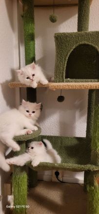 2 Reinrassige Perserkitten-Magdeburg