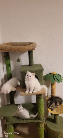 Zuckersüße Reinrassige Perserkitten- Magdeburg.