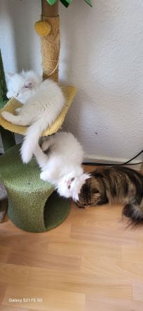 2 Reinrassige Perserkitten-Magdeburg