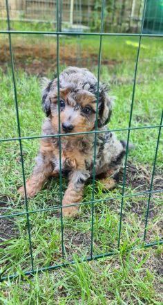 Zwergpudel Welpen blue merle