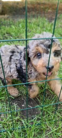 Zwergpudel Welpen blue merle
