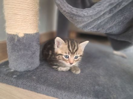 Heilige Birma Mix Kitten