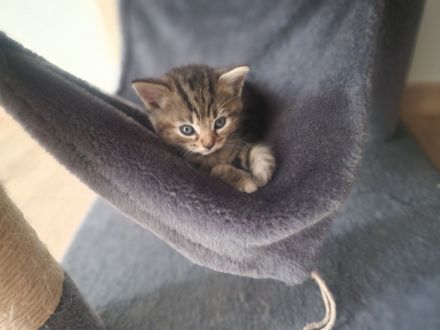 Heilige Birma Mix Kitten