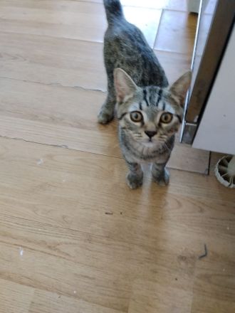 BKH Kater golden black tabby