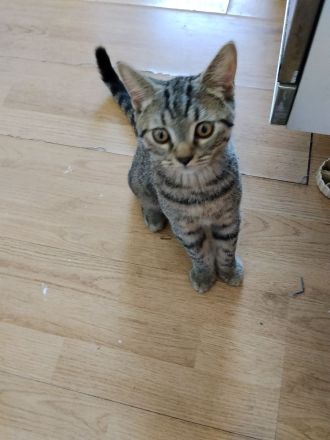 BKH Kater golden black tabby