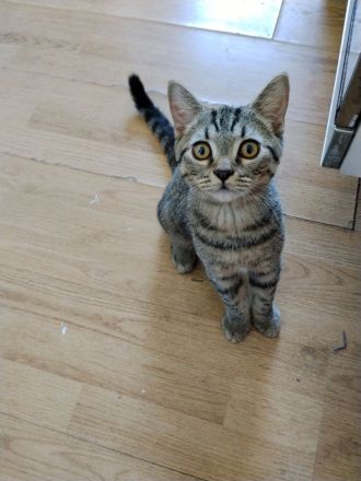 BKH Kater golden black tabby