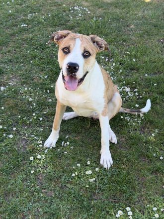 Labrador Mischlinge abzugeben in gute Hände