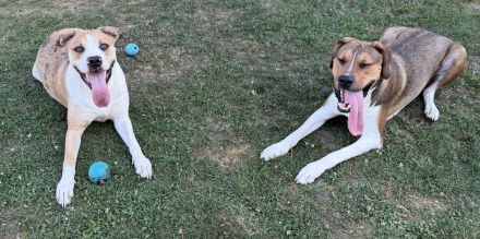 Labrador Mischlinge abzugeben in gute Hände